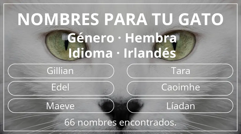 Nombres felinos inspirados en género hembra y idioma irlandés