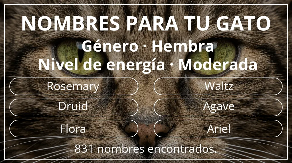 Nombres para gatos inspirados en género hembra y nivel de energía moderada