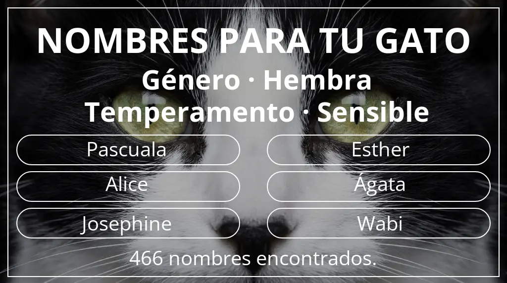 Nombres felinos basados en género hembra y temperamento sensible