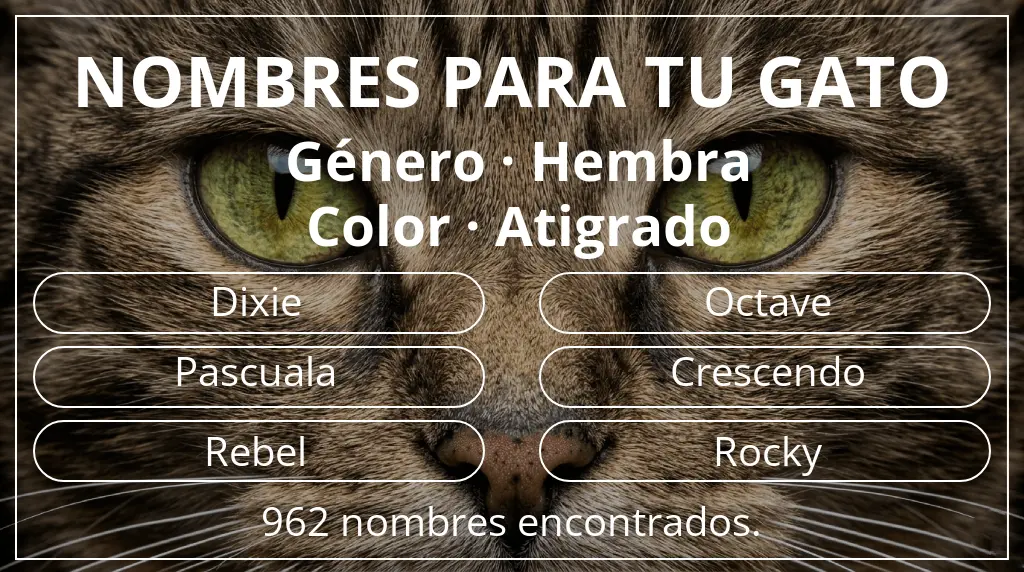 Nombres para gatos basados en género hembra y color atigrado
