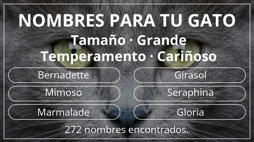 Nombres para gatos basados en tamaño grande y temperamento cariñoso
