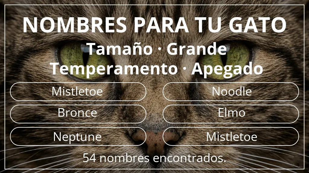 Nombres para gatos basados en tamaño grande y temperamento apegado