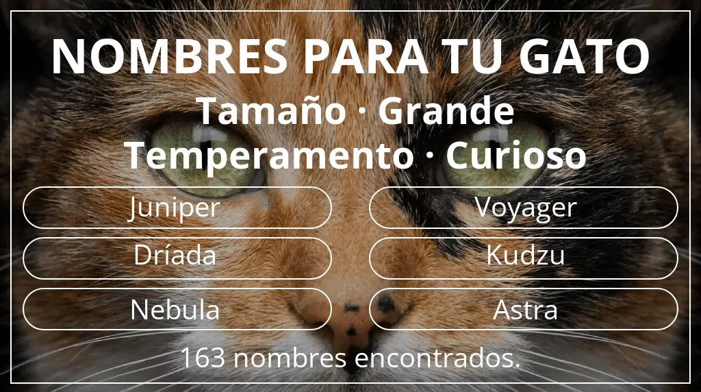 Nombres felinos relacionados con tamaño grande y temperamento curioso