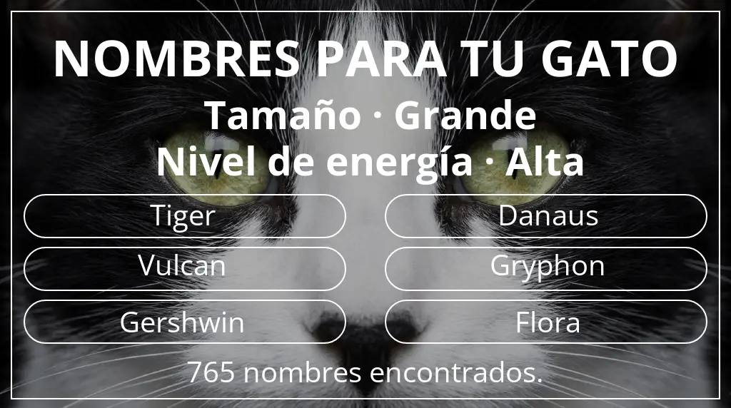 Nombres para gatos basados en tamaño grande y nivel de energía alta