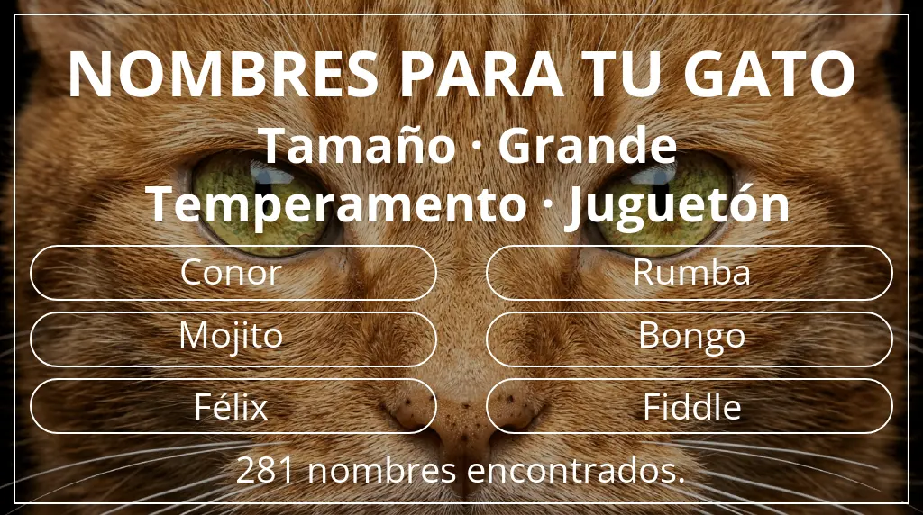 Nombres para gatos basados en tamaño grande y temperamento juguetón