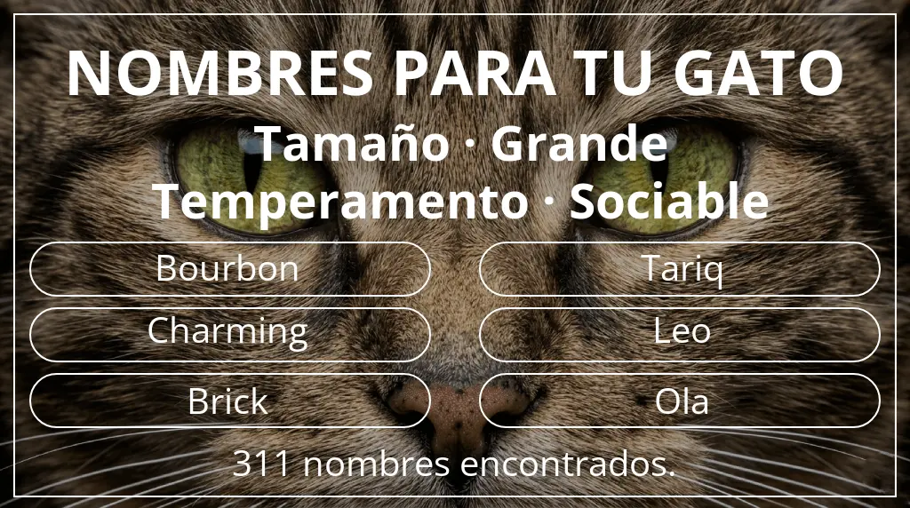 Nombres felinos basados en tamaño grande y temperamento sociable