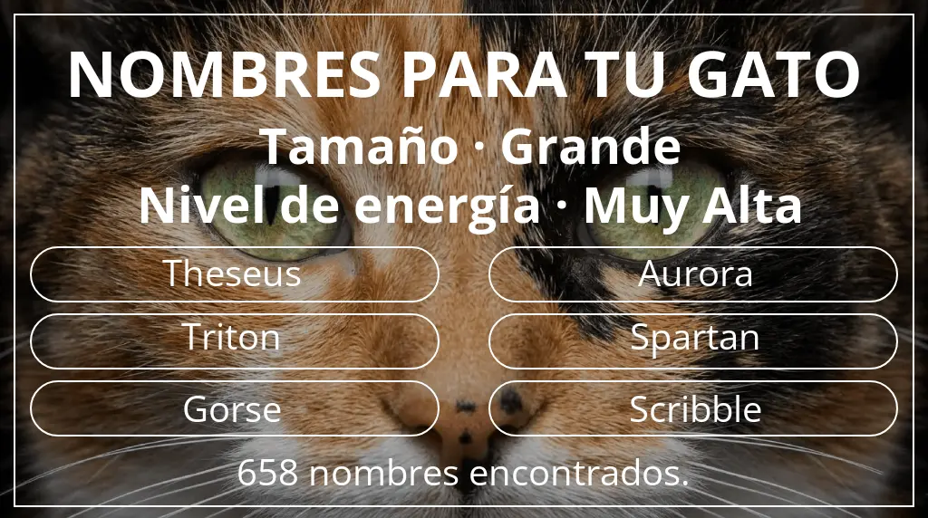 Nombres para gatos inspirados en tamaño grande y nivel de energía muy alta