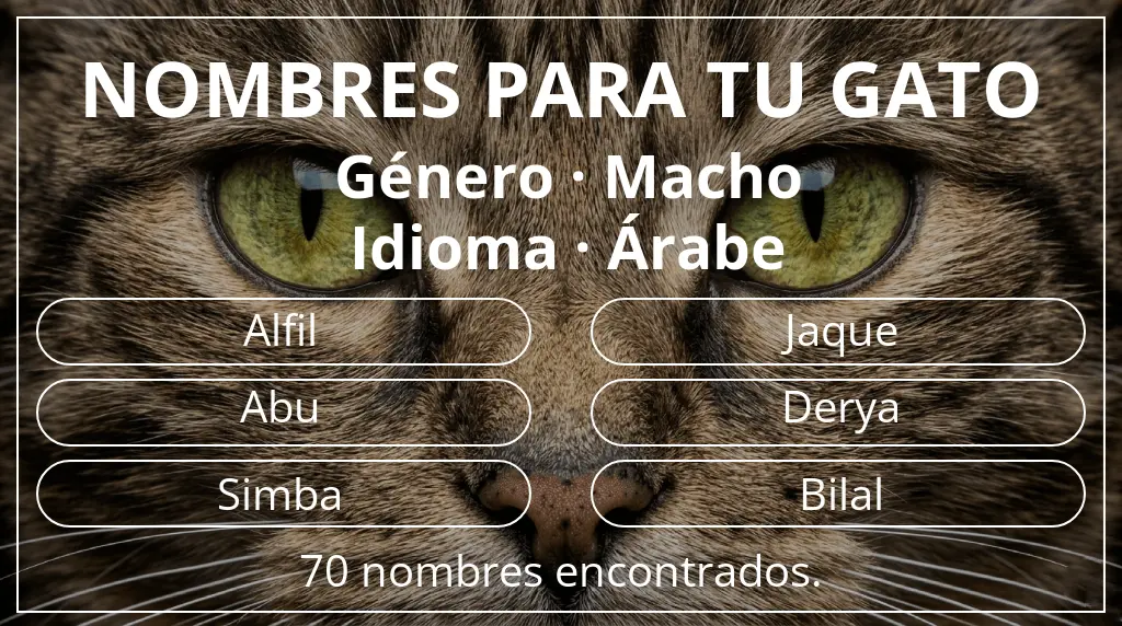 Nombres para gatos basados en género macho y idioma árabe
