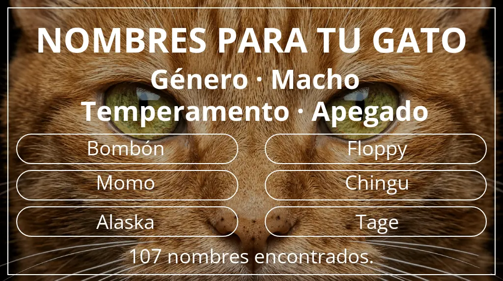 Nombres para gatos basados en género macho y temperamento apegado