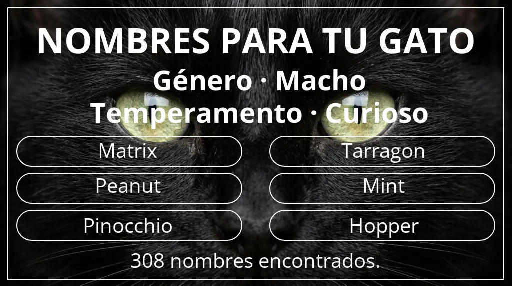 Nombres felinos inspirados en género macho y temperamento curioso
