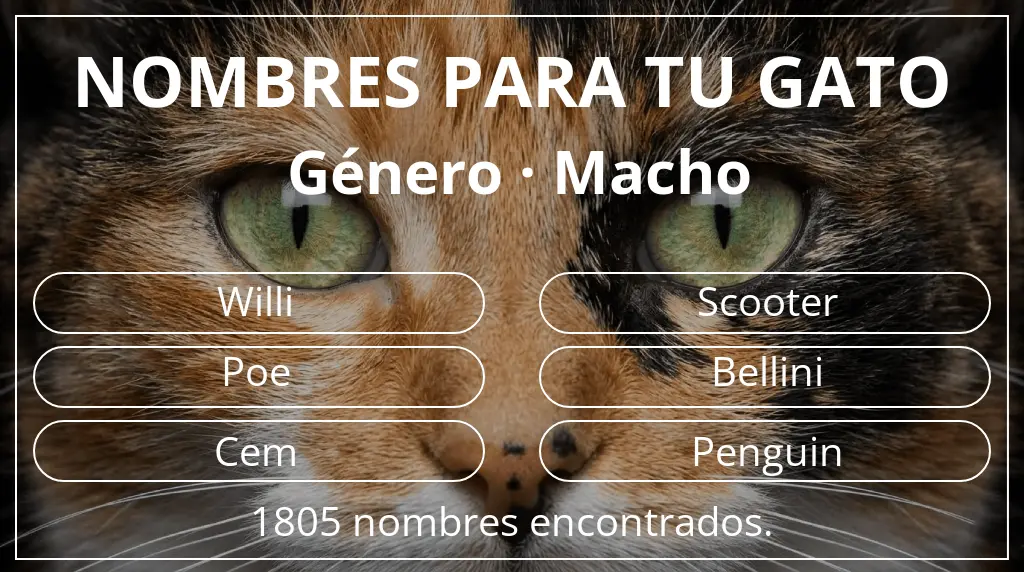 Nombres para gatos basados en género macho