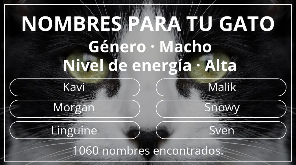 Nombres para gatos relacionados con género macho y nivel de energía alta