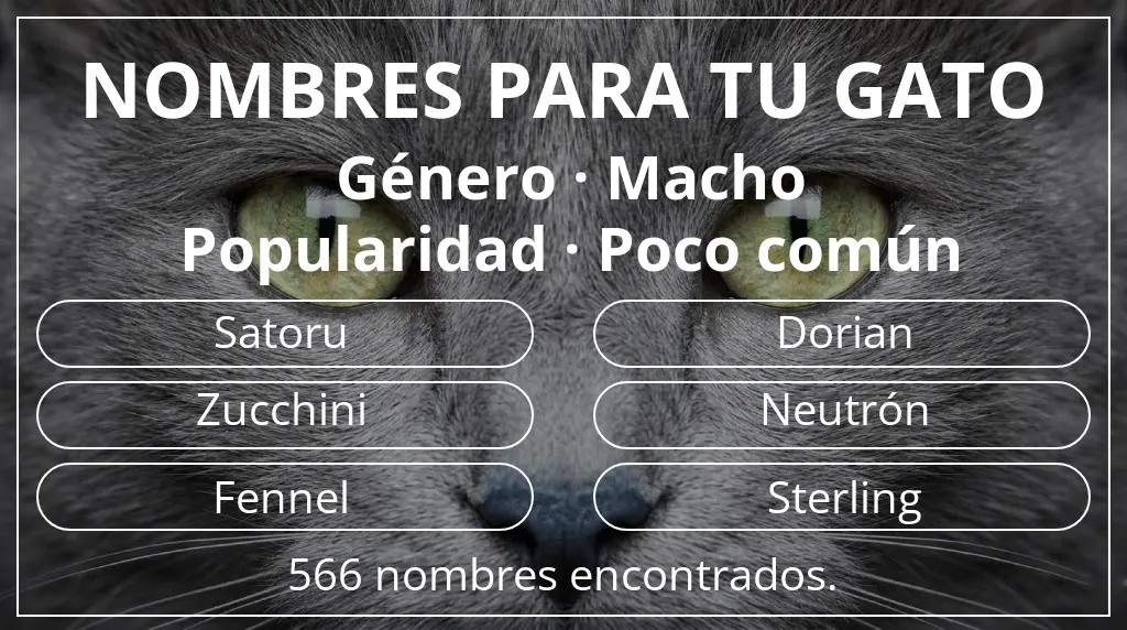 Nombres para gatos relacionados con género macho y popularidad poco común