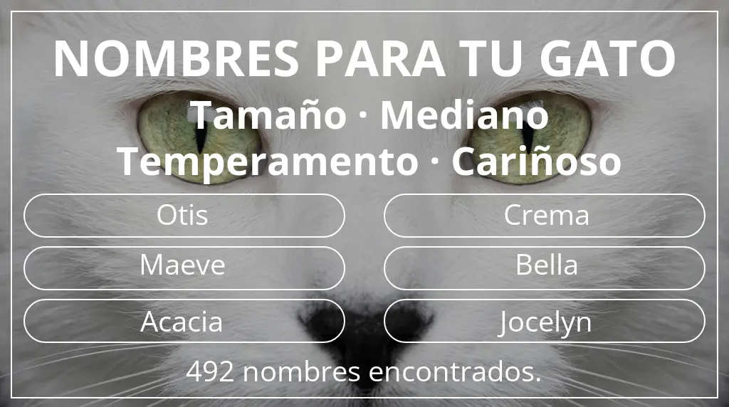 Nombres felinos inspirados en tamaño mediano y temperamento cariñoso