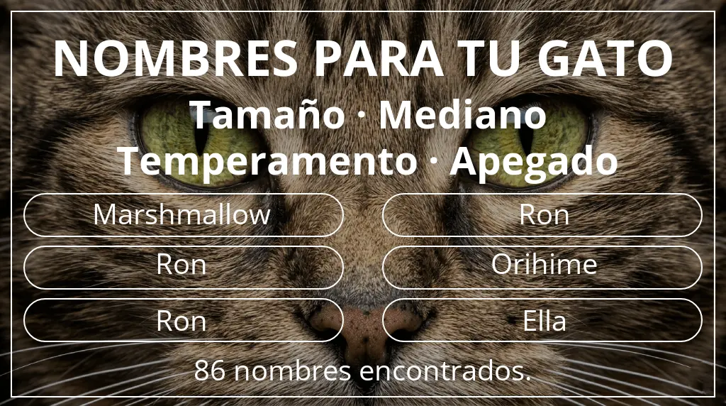 Nombres para gatos inspirados en tamaño mediano y temperamento apegado