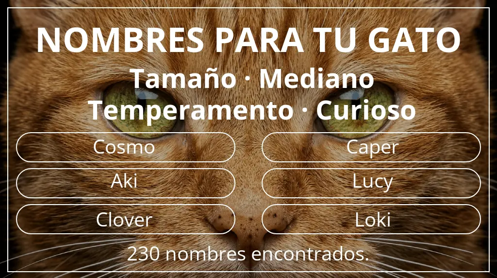 Nombres para gatos basados en tamaño mediano y temperamento curioso