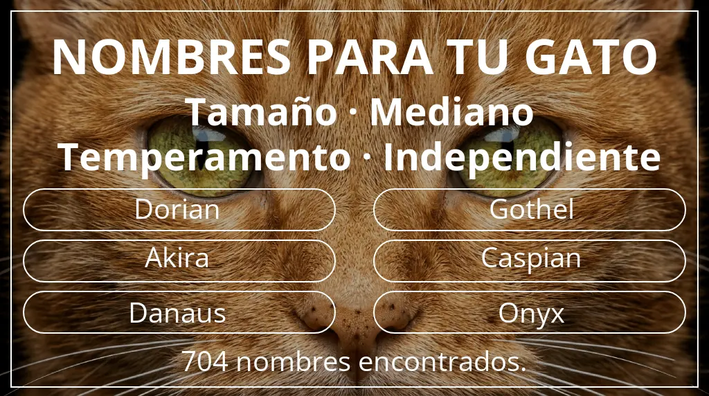 Nombres para gatos inspirados en tamaño mediano y temperamento independiente