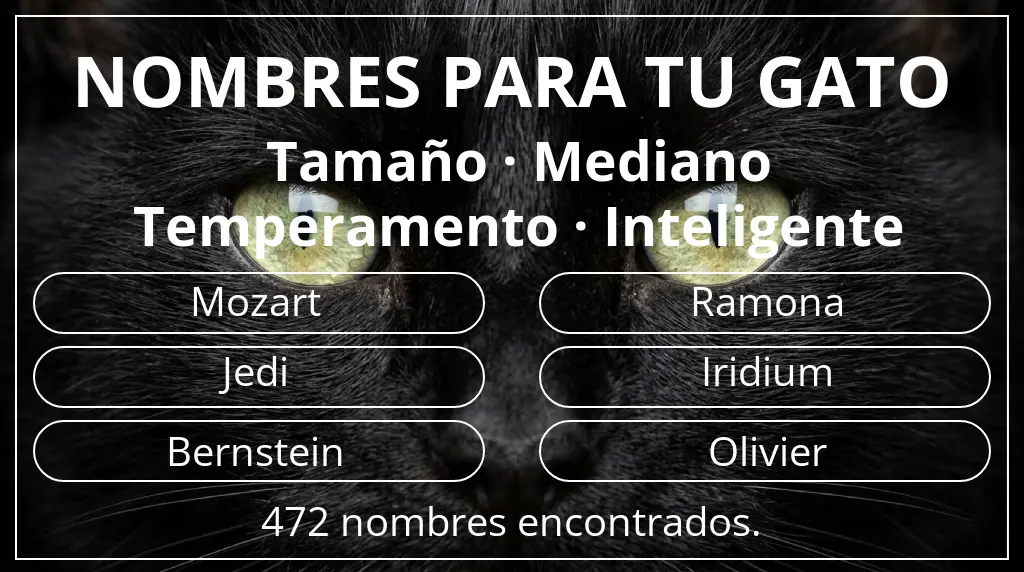 Nombres para gatos inspirados en tamaño mediano y temperamento inteligente