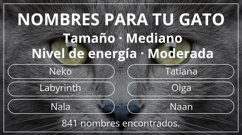 Nombres felinos basados en tamaño mediano y nivel de energía moderada