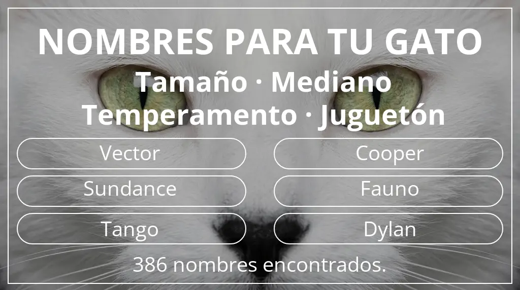 Nombres para gatos inspirados en tamaño mediano y temperamento juguetón