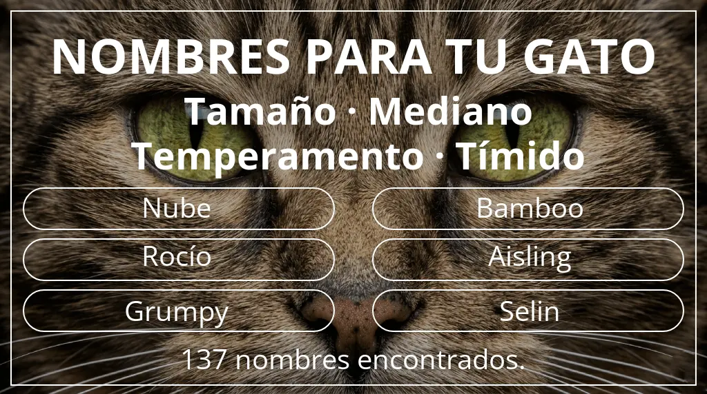 Nombres felinos basados en tamaño mediano y temperamento tímido