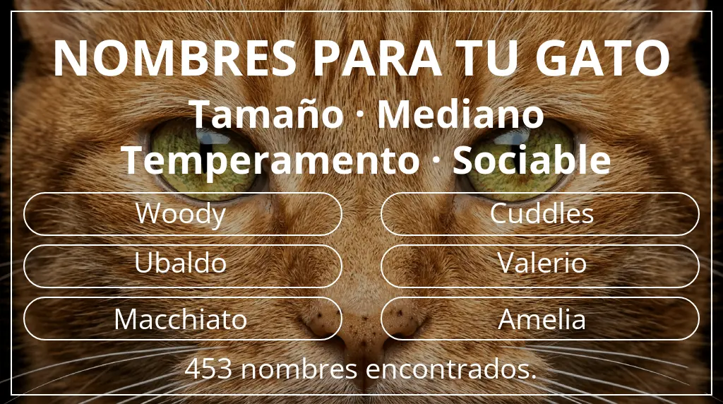 Nombres felinos inspirados en tamaño mediano y temperamento sociable