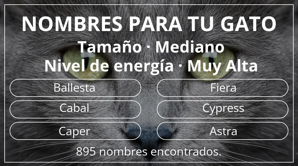 Nombres felinos relacionados con tamaño mediano y nivel de energía muy alta