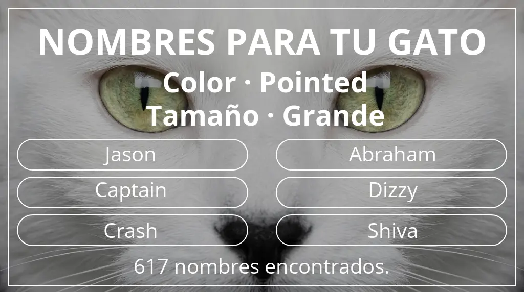 Nombres felinos basados en color pointed y tamaño grande