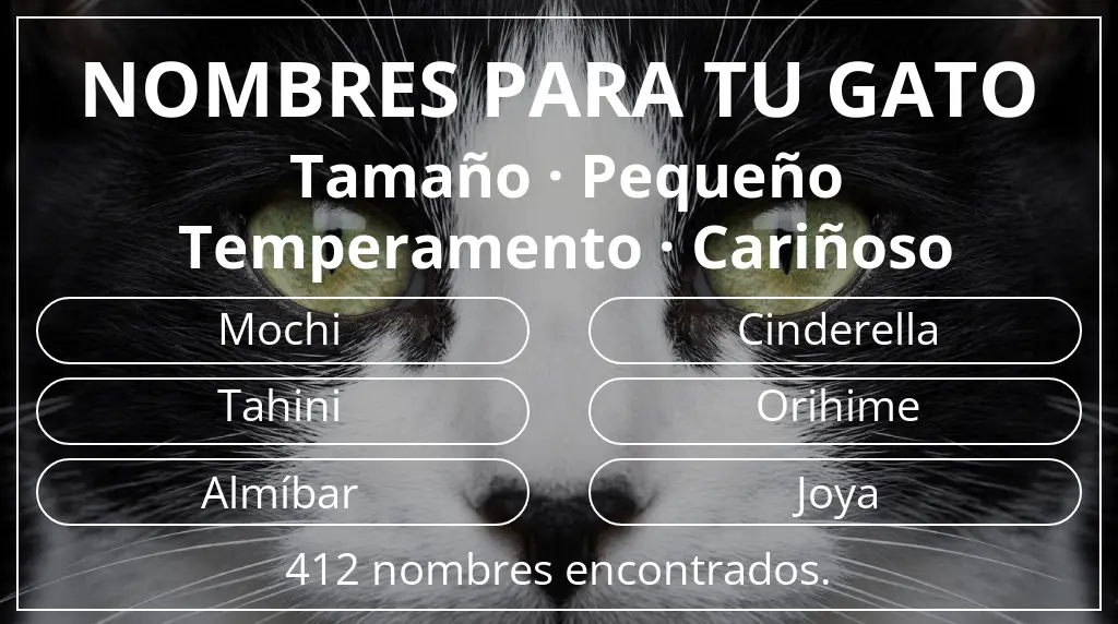 Nombres para gatos basados en tamaño pequeño y temperamento cariñoso