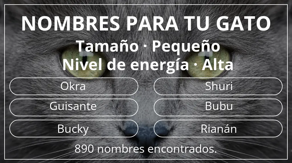 Nombres felinos basados en tamaño pequeño y nivel de energía alta