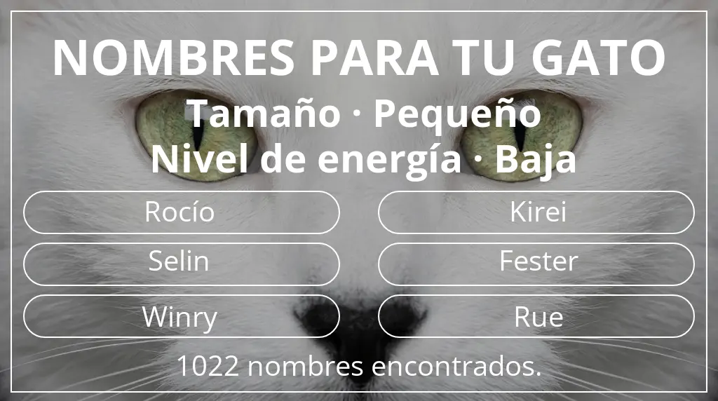 Nombres para gatos basados en tamaño pequeño y nivel de energía baja