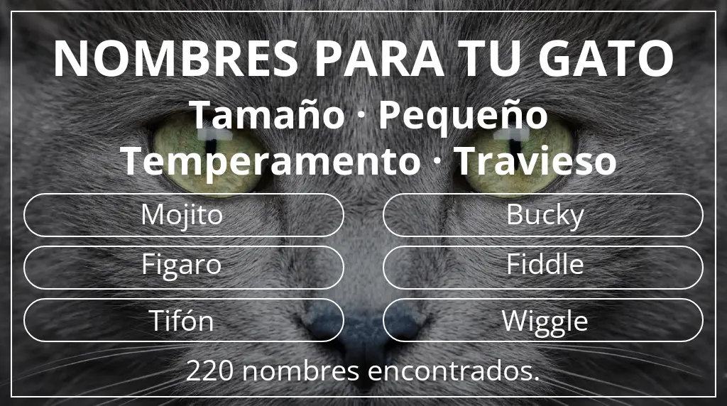 Nombres para gatos inspirados en tamaño pequeño y temperamento travieso