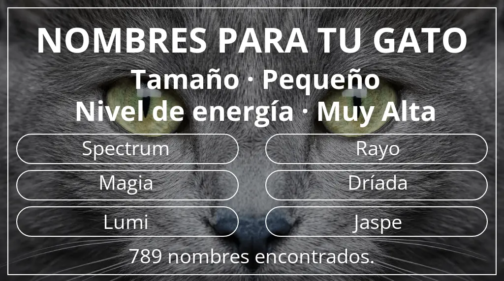 Nombres para gatos relacionados con tamaño pequeño y nivel de energía muy alta