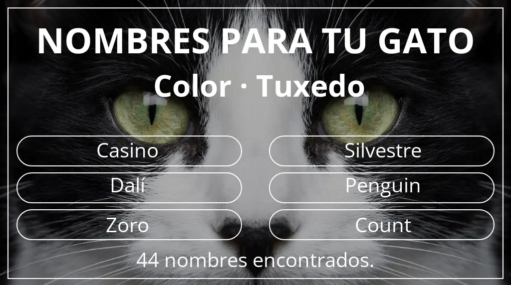 Nombres felinos inspirados en color tuxedo
