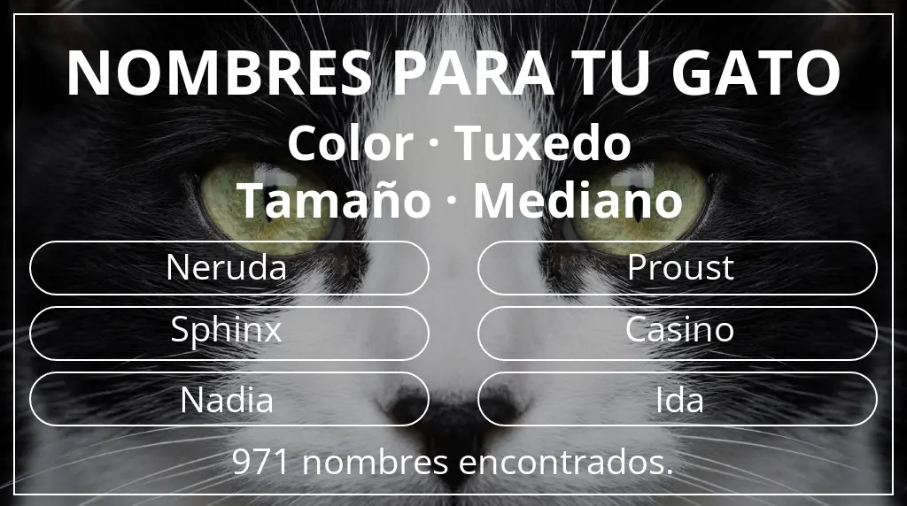 Nombres felinos inspirados en color tuxedo y tamaño mediano