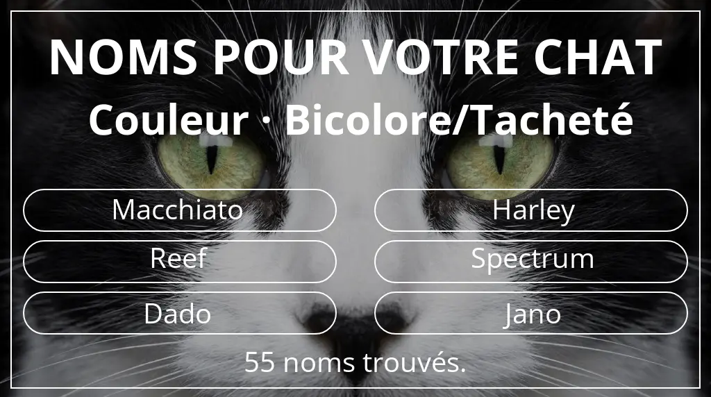 Noms de chats basés sur couleur bicolore/tacheté