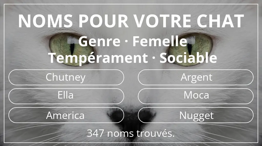 Noms de chats basés sur genre femelle et tempérament sociable