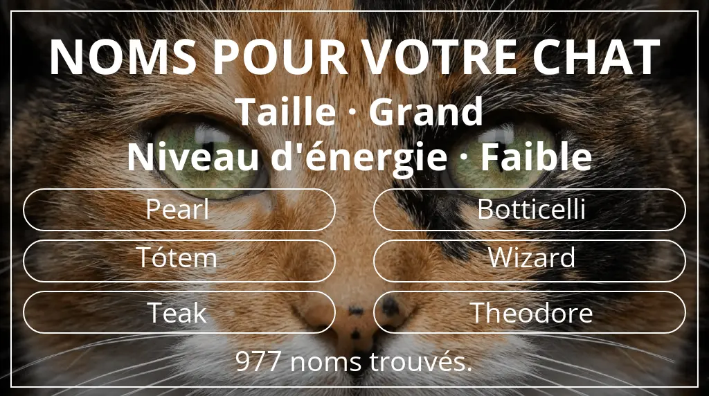 Noms pour chats en lien avec taille grand et niveau d'énergie faible
