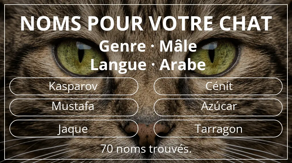 Noms de chats basés sur genre mâle et langue arabe
