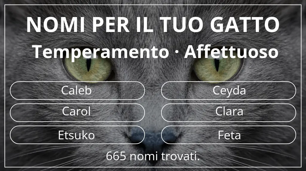 Nomi per il tuo gatto basati su temperamento affettuoso