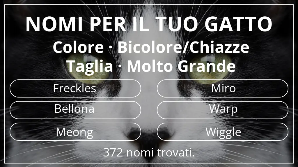 Nomi per il tuo gatto basati su colore bicolore/chiazze e taglia molto grande