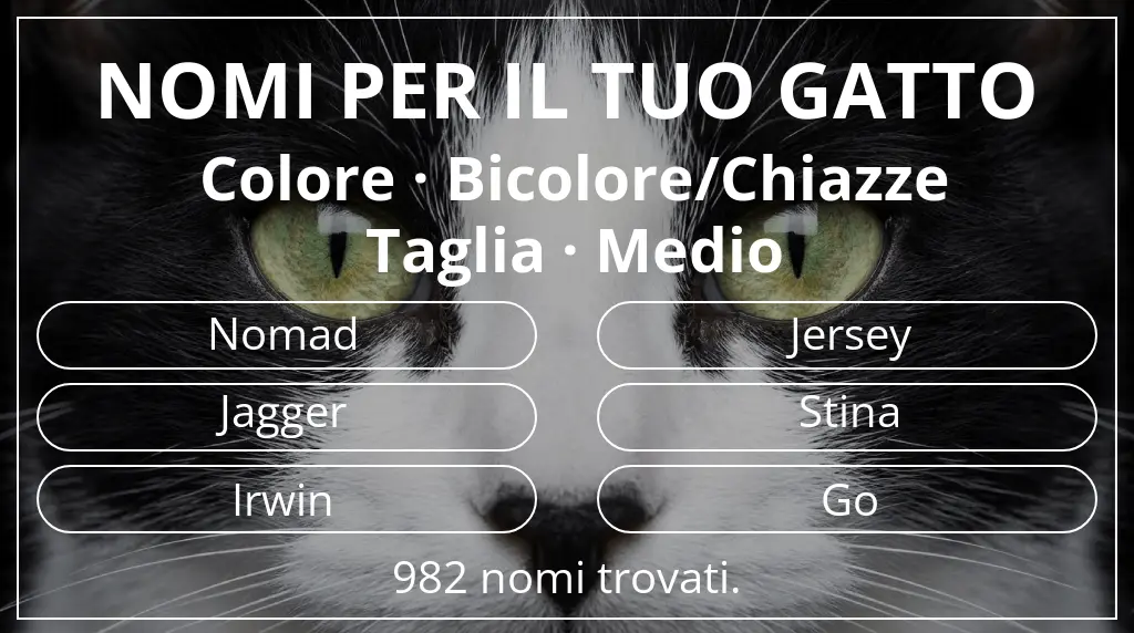 Nomi per il tuo gatto legati a colore bicolore/chiazze e taglia medio