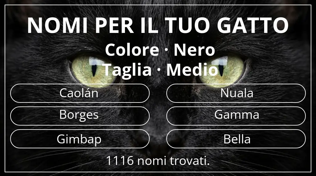 Nomi per gatti legati a colore nero e taglia medio