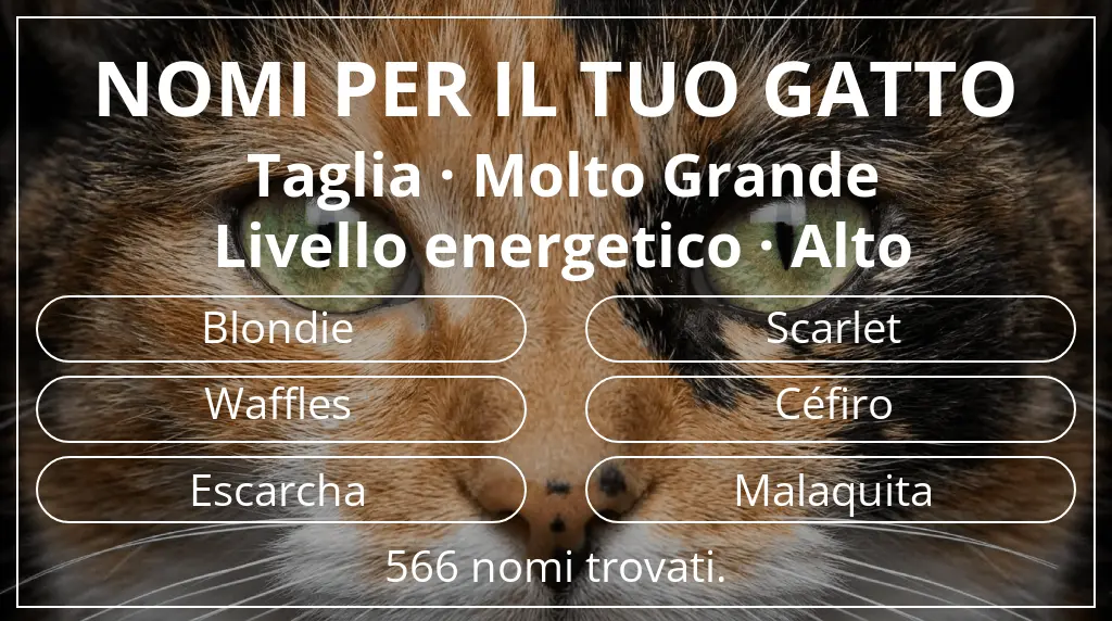 Nomi per il tuo gatto legati a taglia molto grande e livello energetico alto