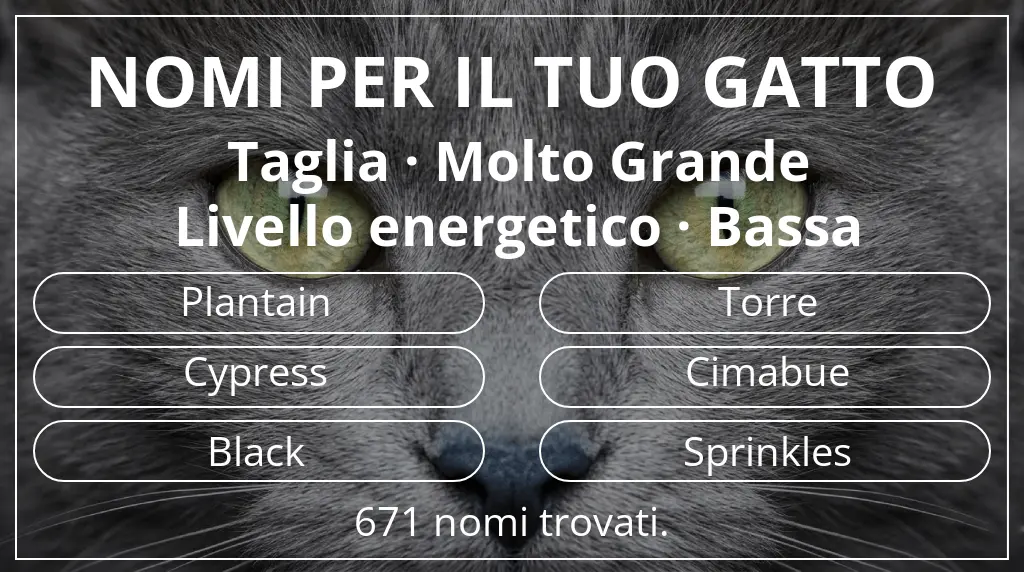 Nomi per il tuo gatto ispirati a taglia molto grande e livello energetico bassa