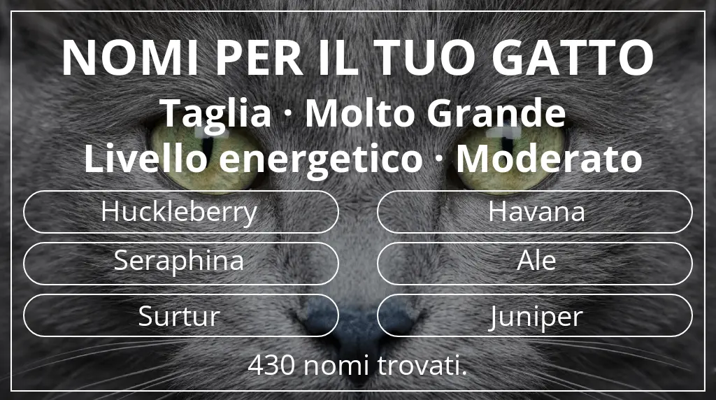 Nomi per il tuo gatto legati a taglia molto grande e livello energetico moderato
