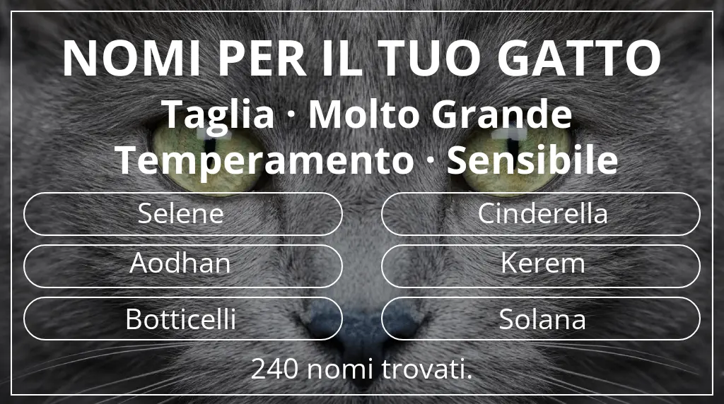 Nomi felini legati a taglia molto grande e temperamento sensibile