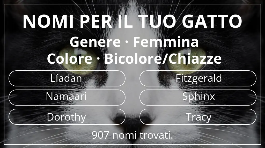 Nomi per gatti legati a genere femmina e colore bicolore/chiazze