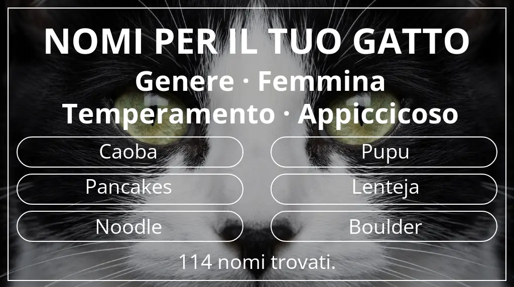 Nomi per il tuo gatto basati su genere femmina e temperamento appiccicoso