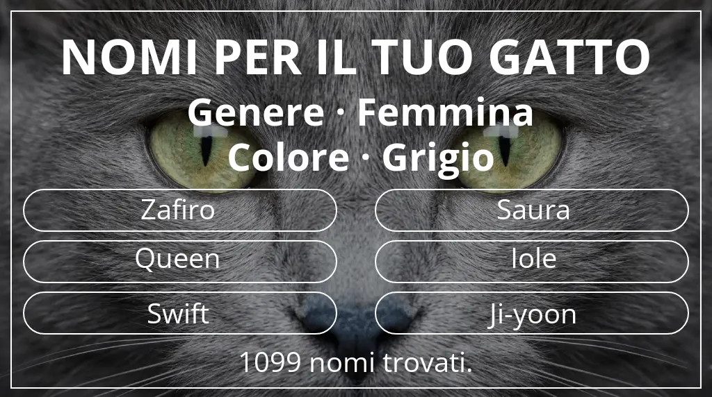 Nomi per gatti ispirati a genere femmina e colore grigio
